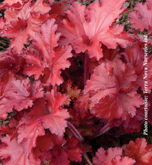 Heuchera Forever® 'Red'