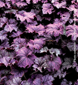 Heuchera Grande™ 'Amethyst'