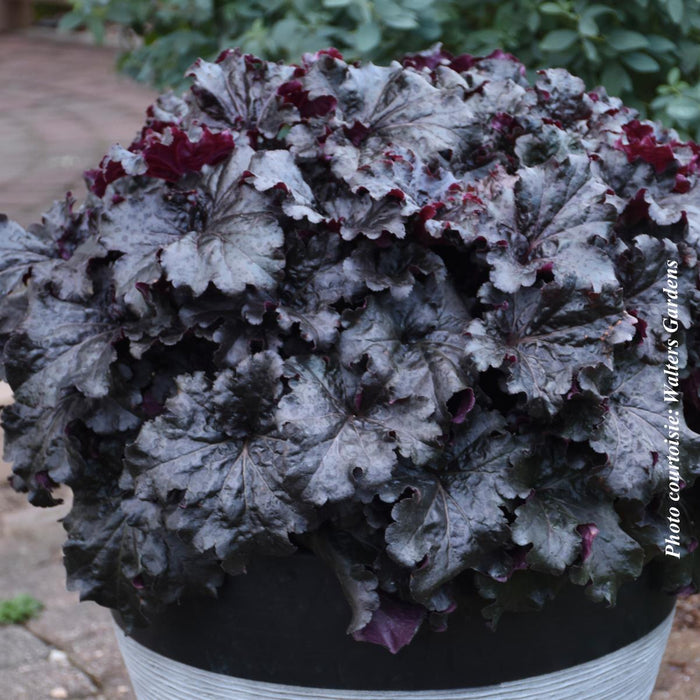 Heuchera Dressed Up™ 'Evening Gown'