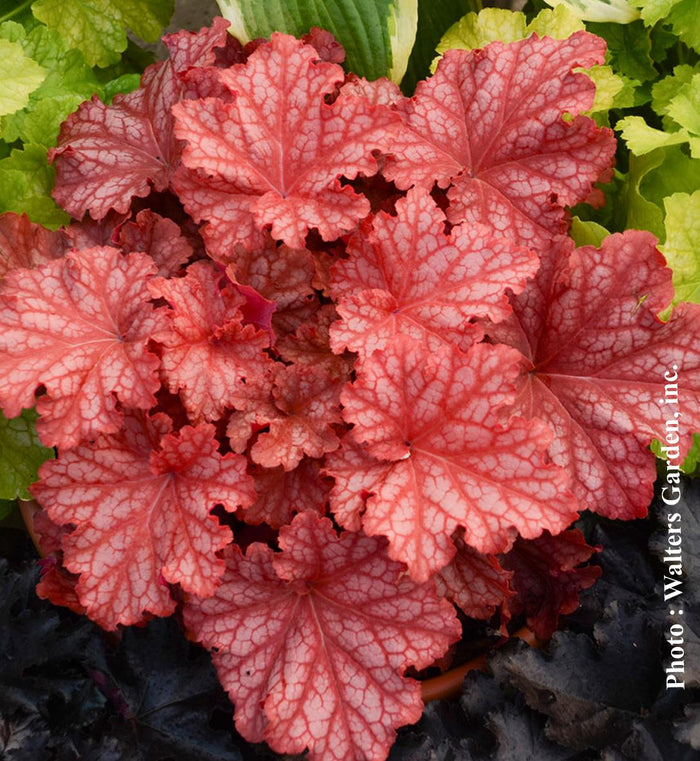 Heuchera Primo® 'Peachberry Ice'