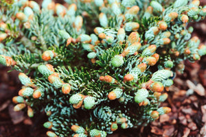 Abies koreana 'Ice Breaker'