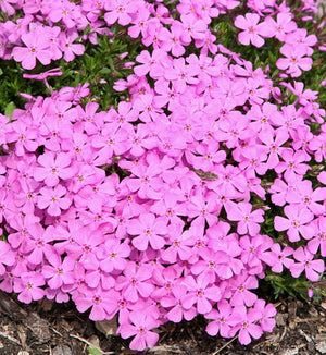 Phlox subulata 'Emerald Pink'