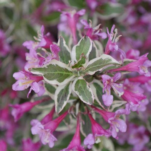 Weigela 'My Monet Purple Effect®'