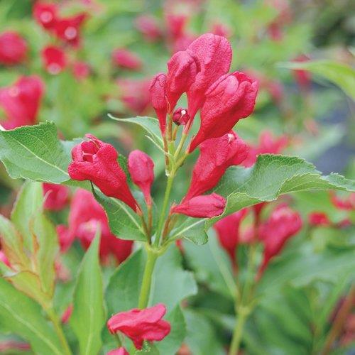 Weigela 'Sonic Bloom® Red'