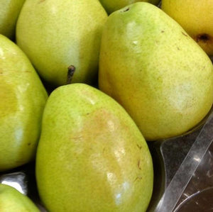 Pear 'Anjou'