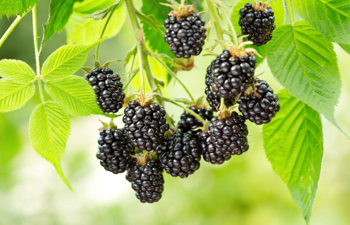 Blackberry 'Hardy Black' - Organic