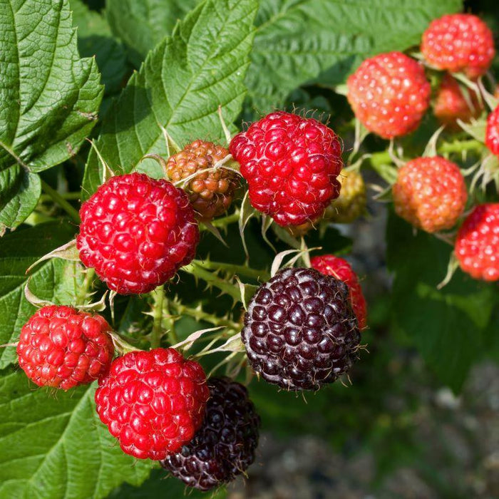 Raspbery 'Royalty' (Red-Black) - Organic