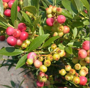 Blueberry 'Pink Lemonade' - Organic