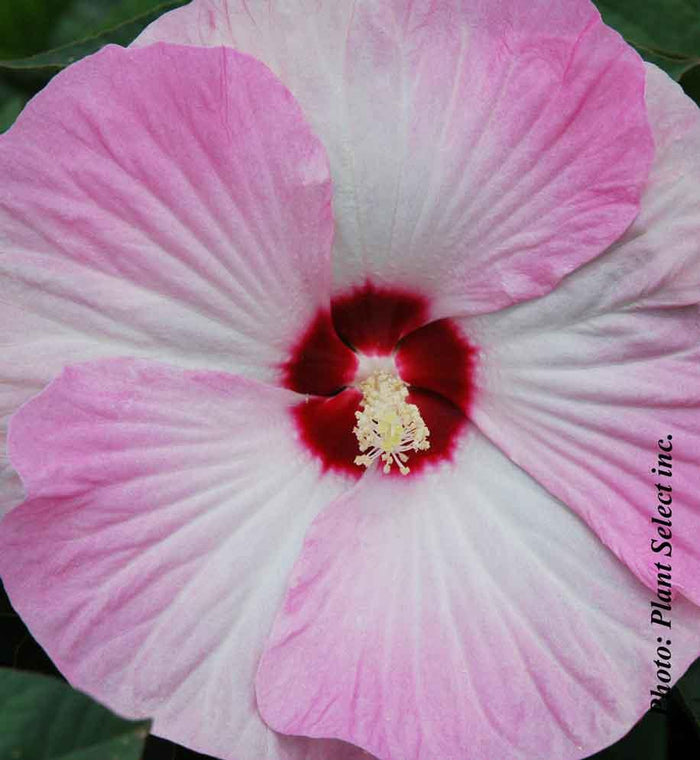 Hibiscus Luna™ Pink Swirl