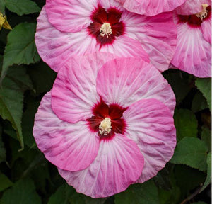 Hibiscus Summerific® 'Spinderella'