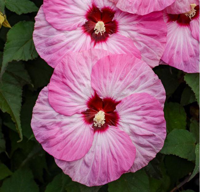 Hibiscus Summerific® 'Spinderella'
