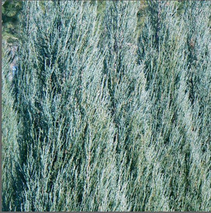 Juniperus 'Blue Arrow'