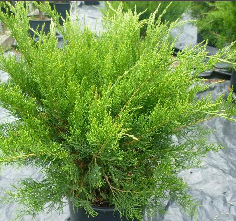 Juniperus 'Mint Julep®'