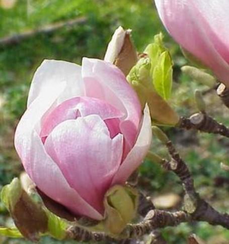 Magnolia soulangeana