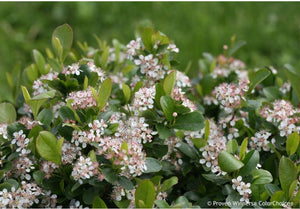 Aronia Low Scape Mound®