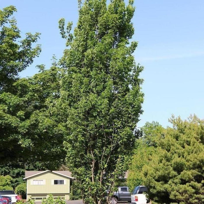 Celtis occidentalis 'Prairie Sentinel®'