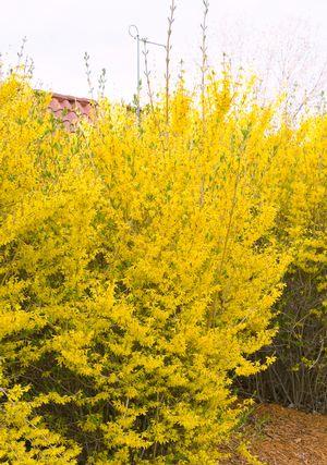Forsythia x intermedia 'Lynwood Gold'