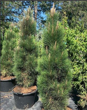 Pinus nigra 'Green Tower'