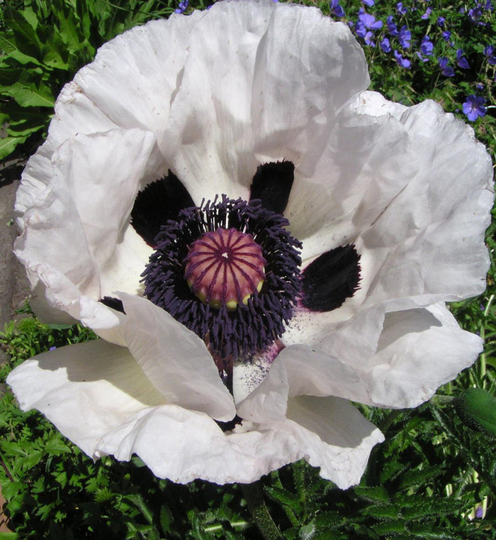 Papaver 'Royal Wedding'