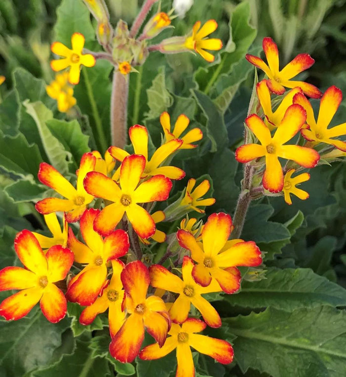 Primula 'Oakleaf Yellow Picotee'