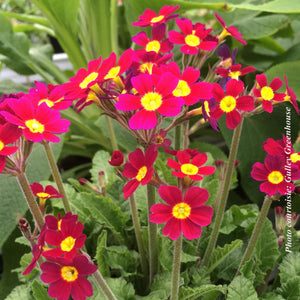 Primula 'Oakleaf Magenta'