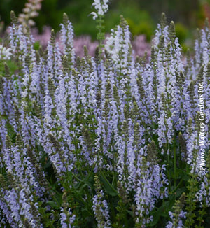 Salvia Color Spires® 'Crystal Blue'