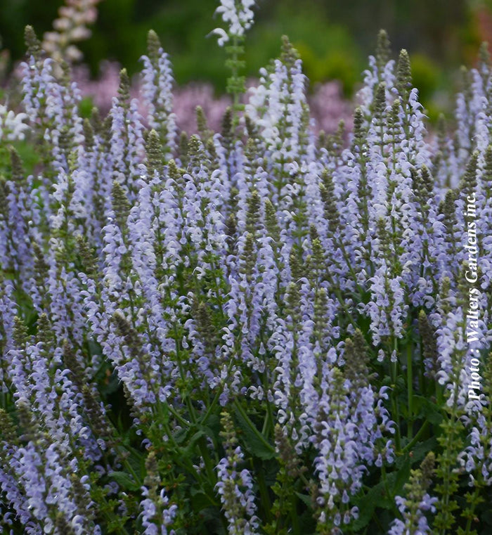 Salvia Color Spires® 'Crystal Blue'