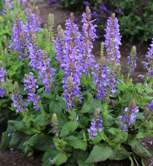 Salvia 'Sky Blue Marvel'