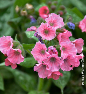 Pulmonaria 'Pretty in Pink'