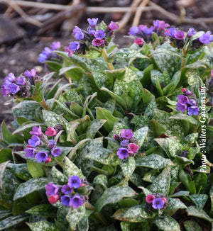 Pulmonaria 'Spot On'