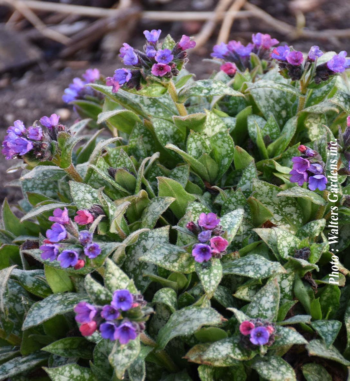 Pulmonaria 'Spot On'