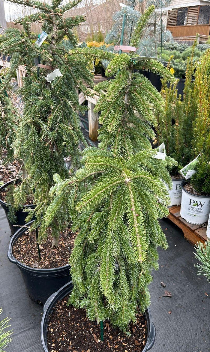 Abies balsamea 'Weeping Larry'