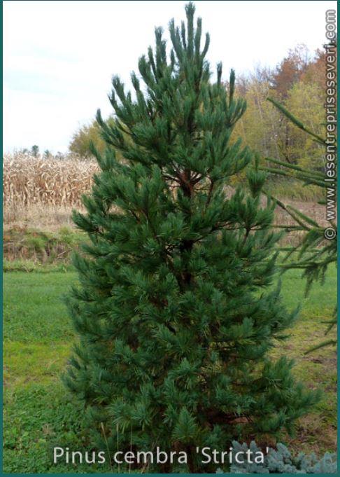 Pinus cembra 'Stricta'