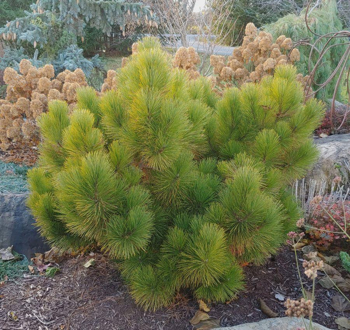 Pinus resinosa 'Morel'