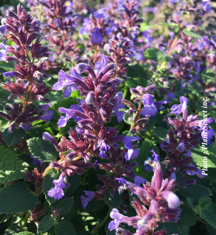 Nepeta 'Whispurr™ Blue'