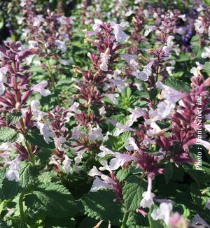 Nepeta Whispurr™ Pink