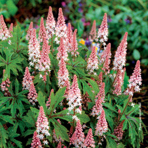 Tiarella 'Pink Skyrocket'