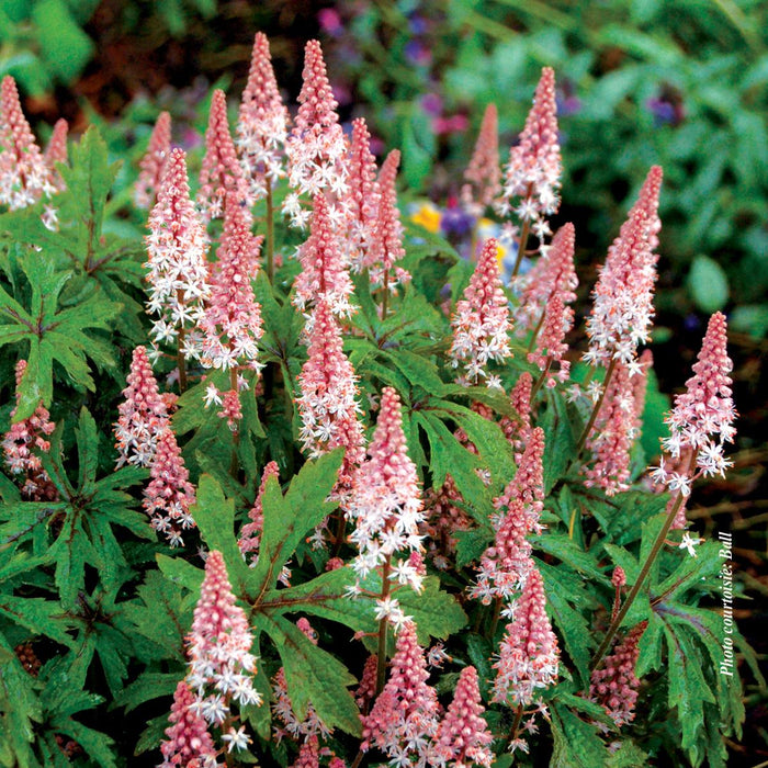 Tiarella 'Pink Skyrocket'