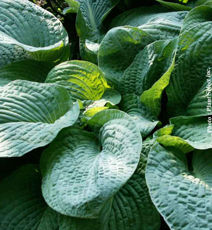 Hosta 'Osiris Bleu Nuit'