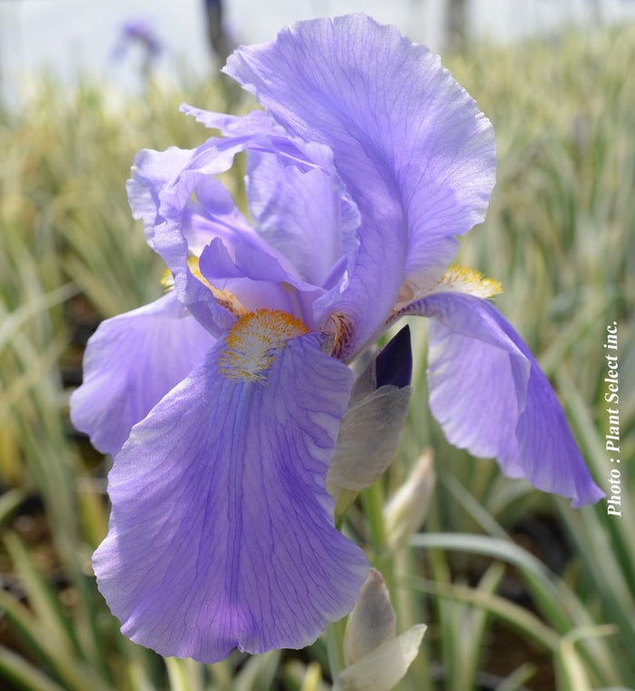 Iris pallida 'Argentea Variegata'