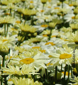 Leucanthemum Amazing Daisies® 'Banana Cream II'