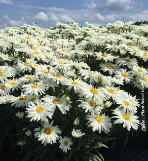 Leucanthemum Amazing Daisies® Daisy May®