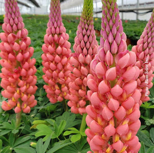 Lupinus Westcountry™ 'Towering Inferno'