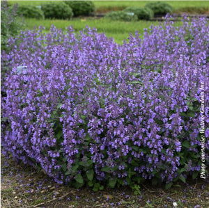 Nepeta 'Picture Purrfect'