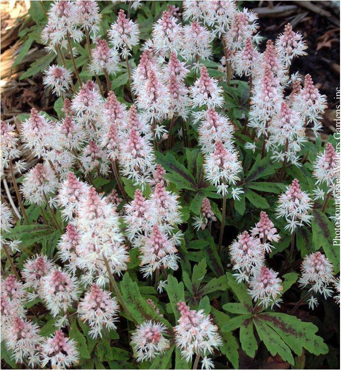 Tiarella 'Spring Symphony'