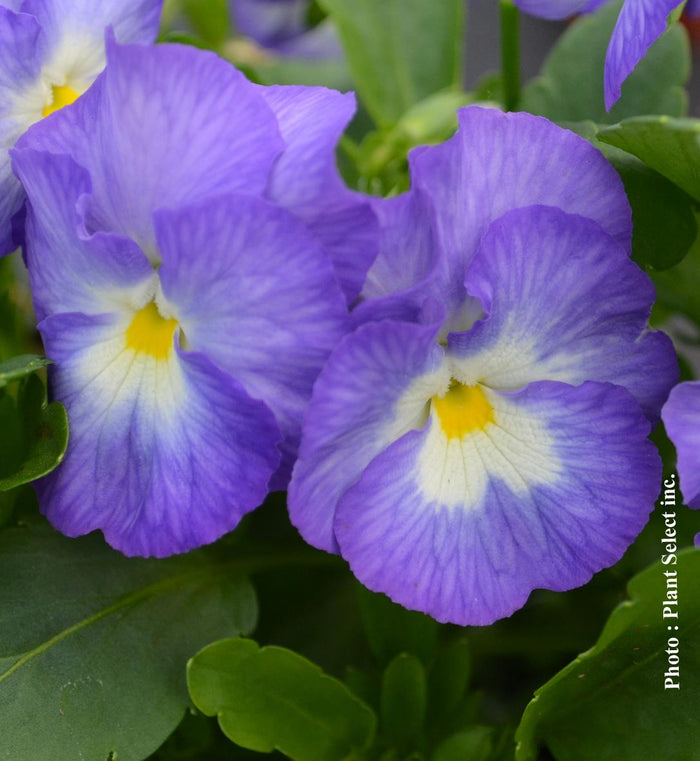Viola 'Halo Lilac'