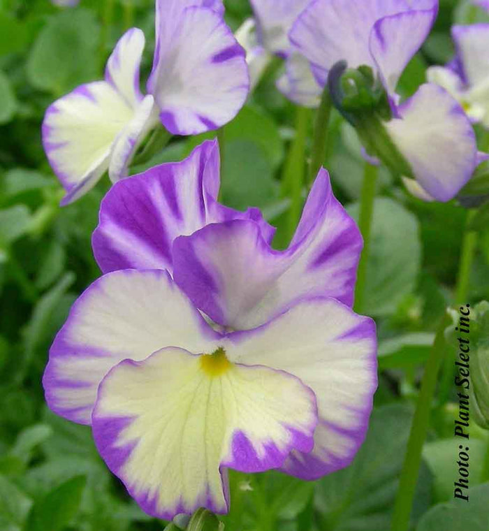 Viola 'Rebecca'