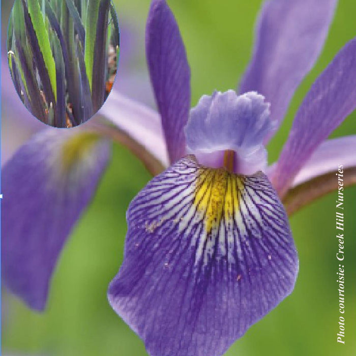 Iris versicolor 'Purple Flame'