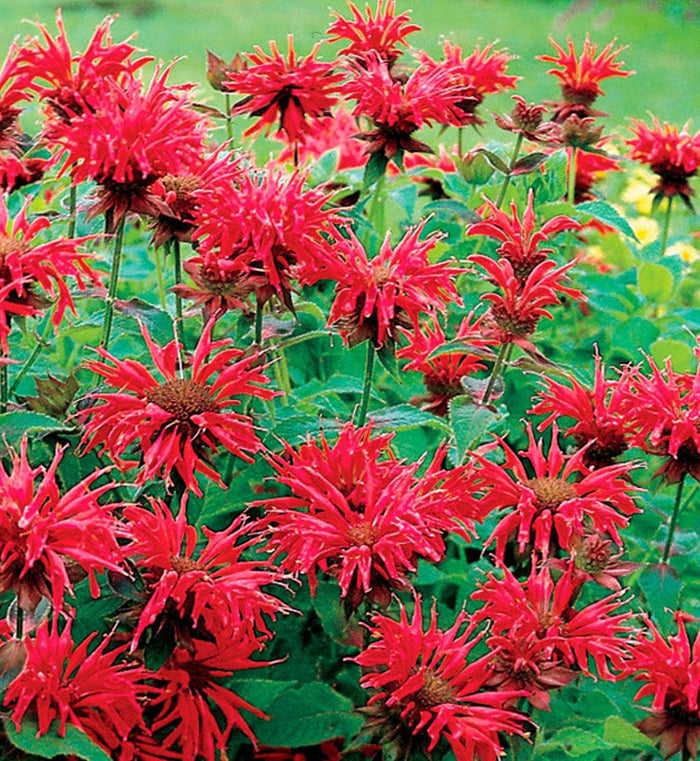 Monarda 'Gardenview Scarlet'