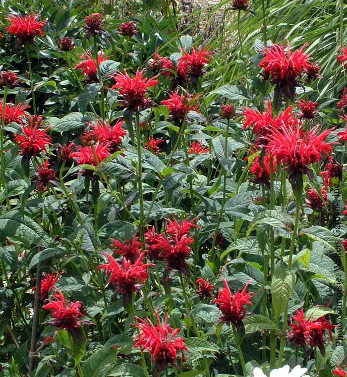 Monarda 'Jacob Cline'